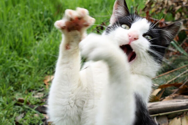 爱游戏下载-CS2 战队风格多样 战术多变，cs2lua