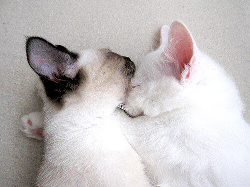 WRC俄西伯利亚站：冰雪覆盖，考验车手冷静，西伯利亚w2