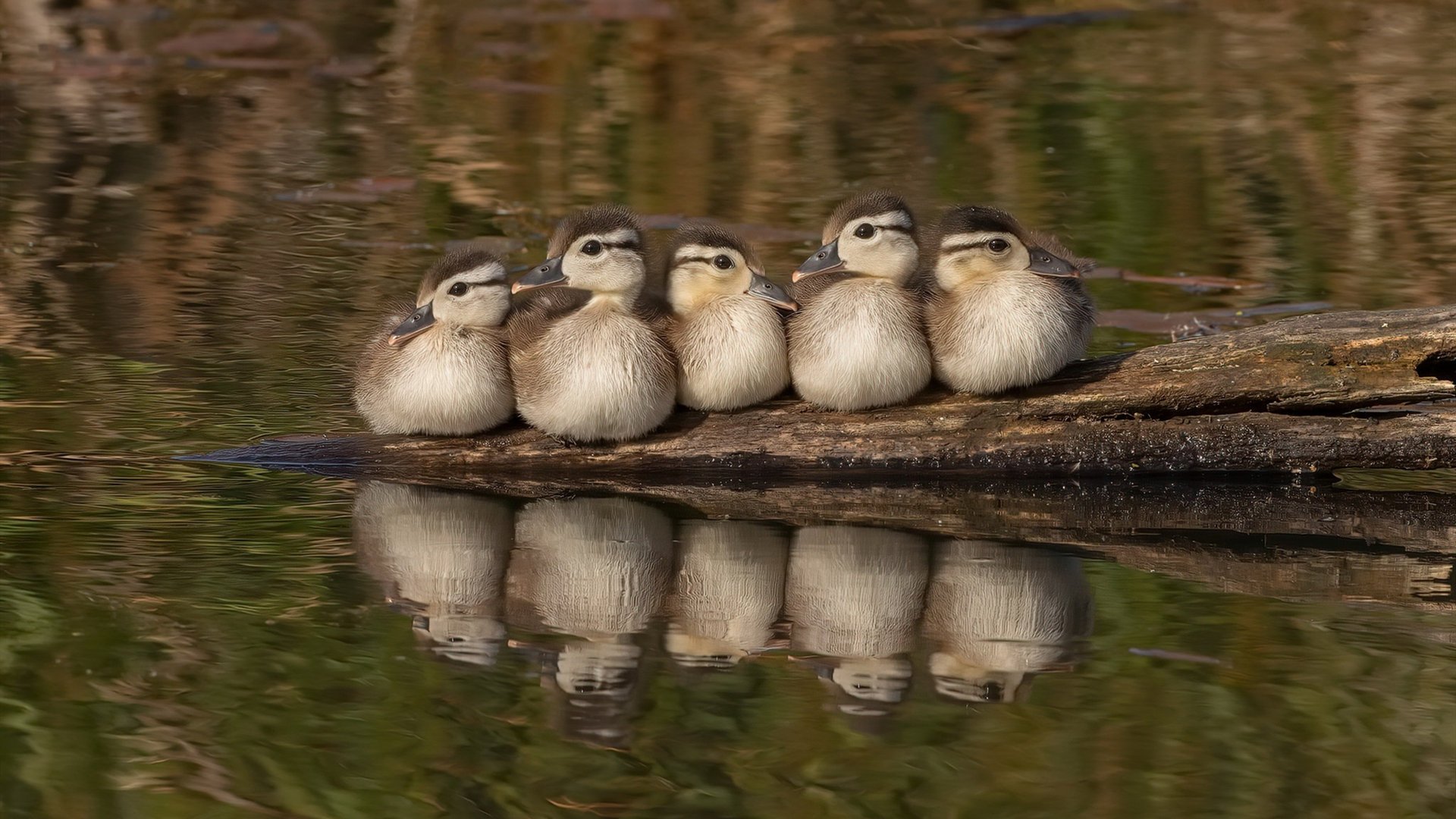 爱游戏官方-_爵士队攻防强势，排名逐步上升_，爵士队强吗