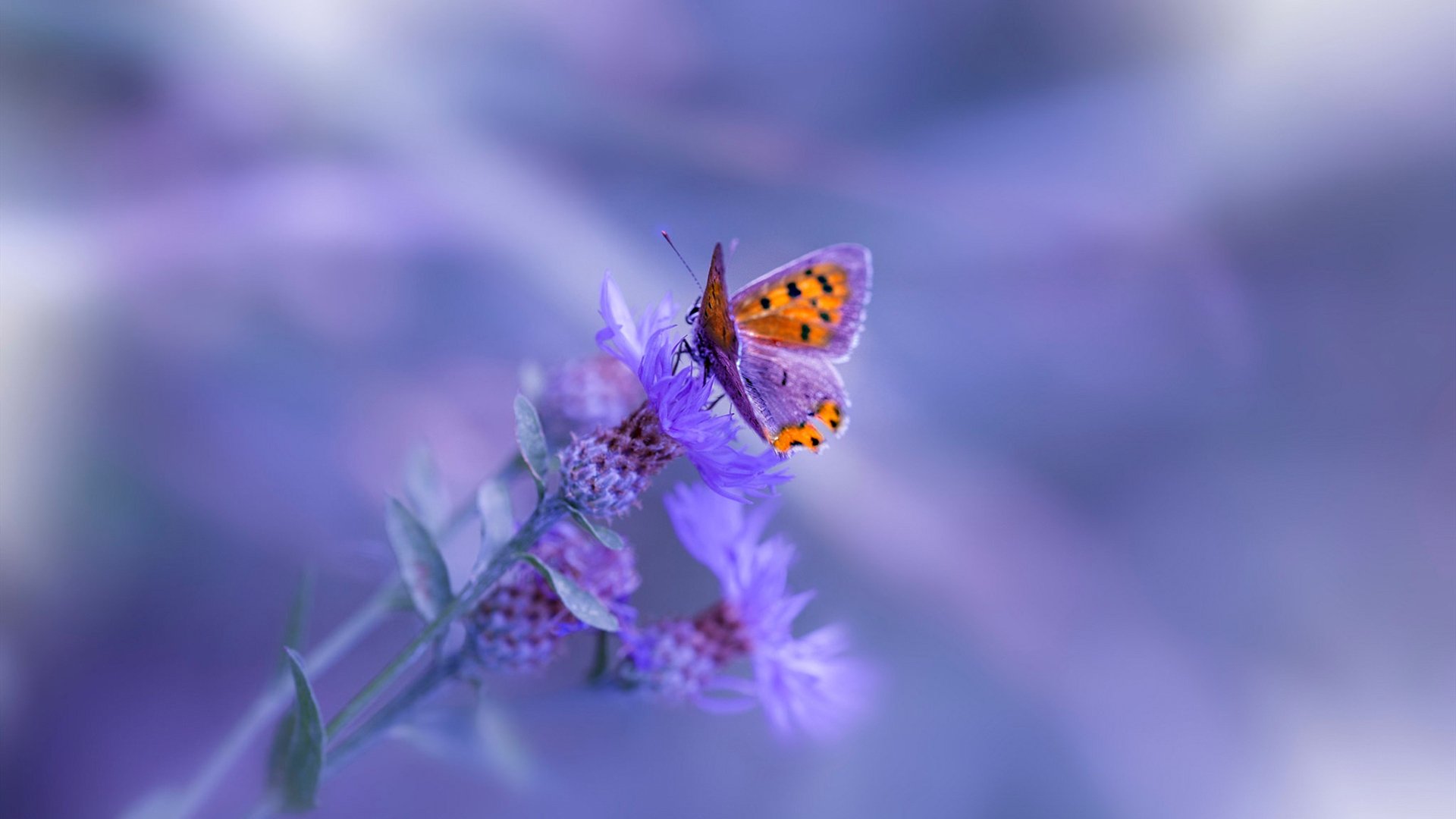 AIYOUXI.COM-中国足球场馆智能管理系统实现全国联网，管理高效便捷，足球比赛管理系统