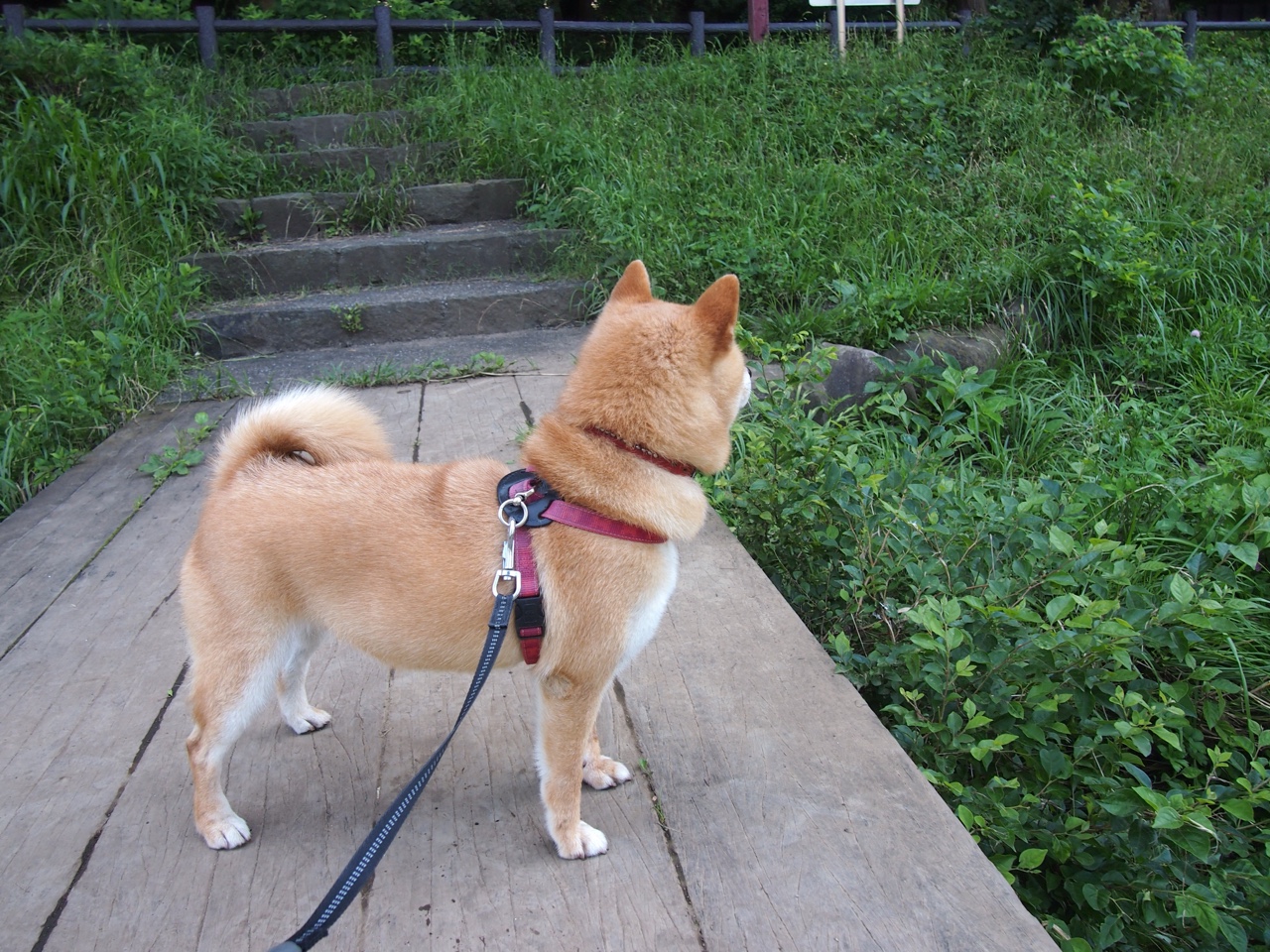 库里:从普通少年到MVP的逆袭之路!,库里jswim