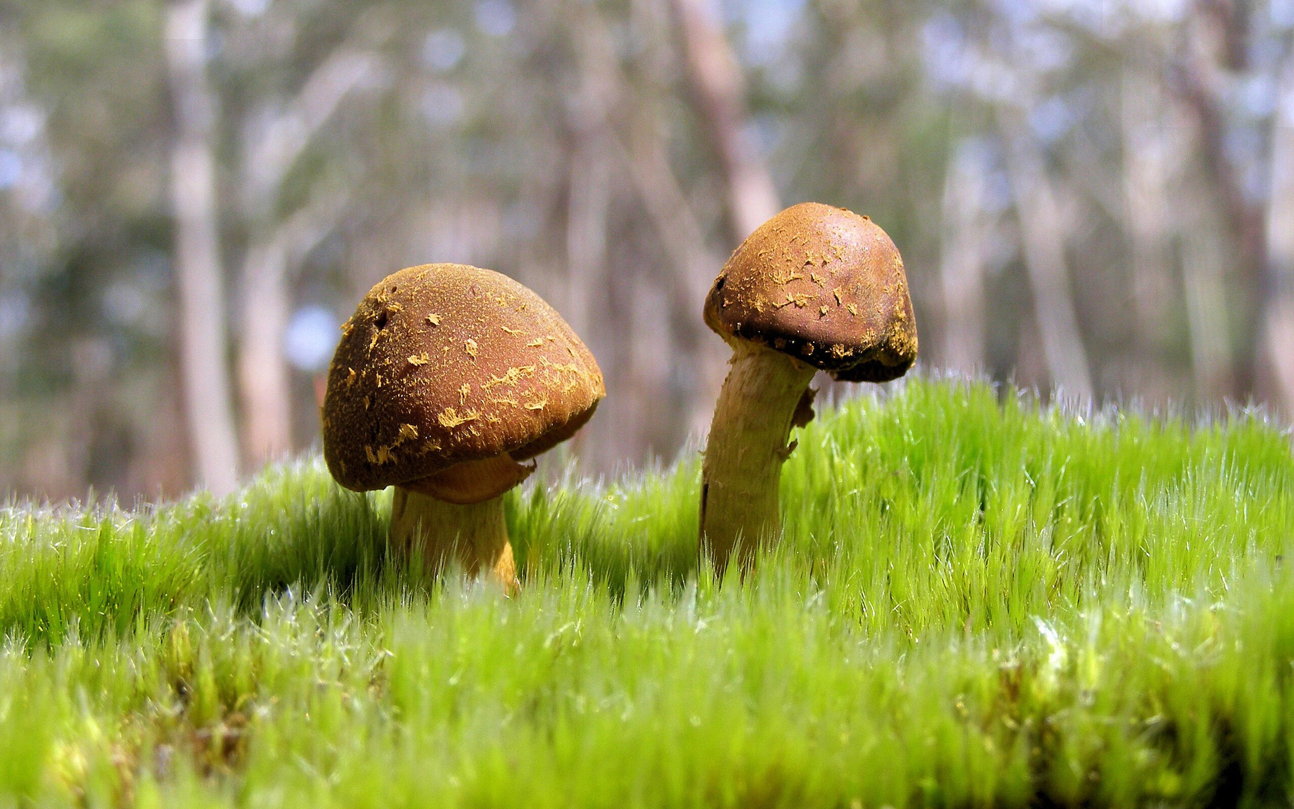 炉石传说 赛事规则调整引发讨论，炉石传说赛事2021