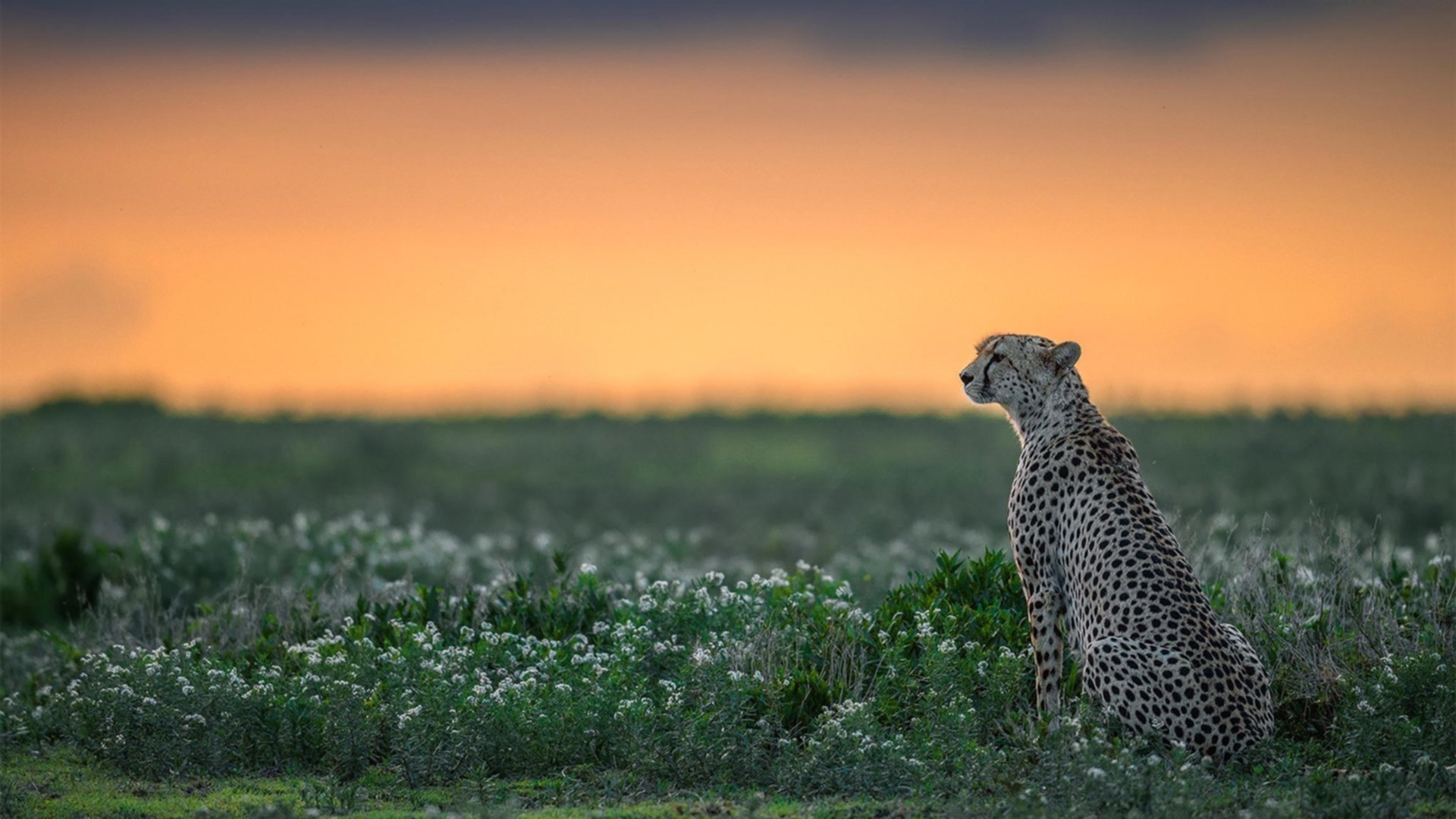 爱游戏官网-赛场上的“铁血战士”：那些死磕到底的球队，铁血战士vs