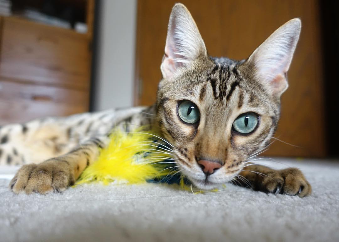 跨界合作:NBA携手娱乐、科技共绘未来篮球蓝图,被篮球耽误的跨界选手