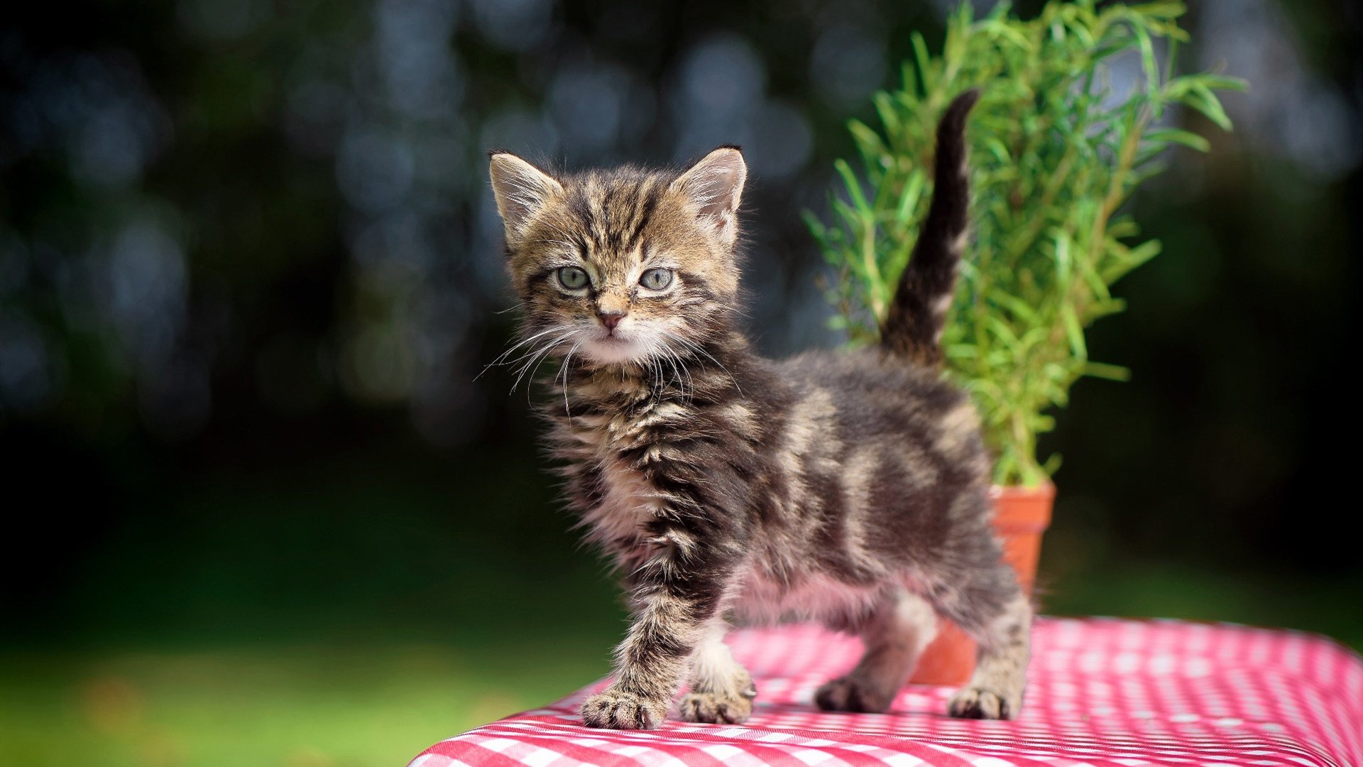 阿根廷反曲弓射箭训练营为巴黎奥运蓄力,奥运会反曲弓射箭比赛