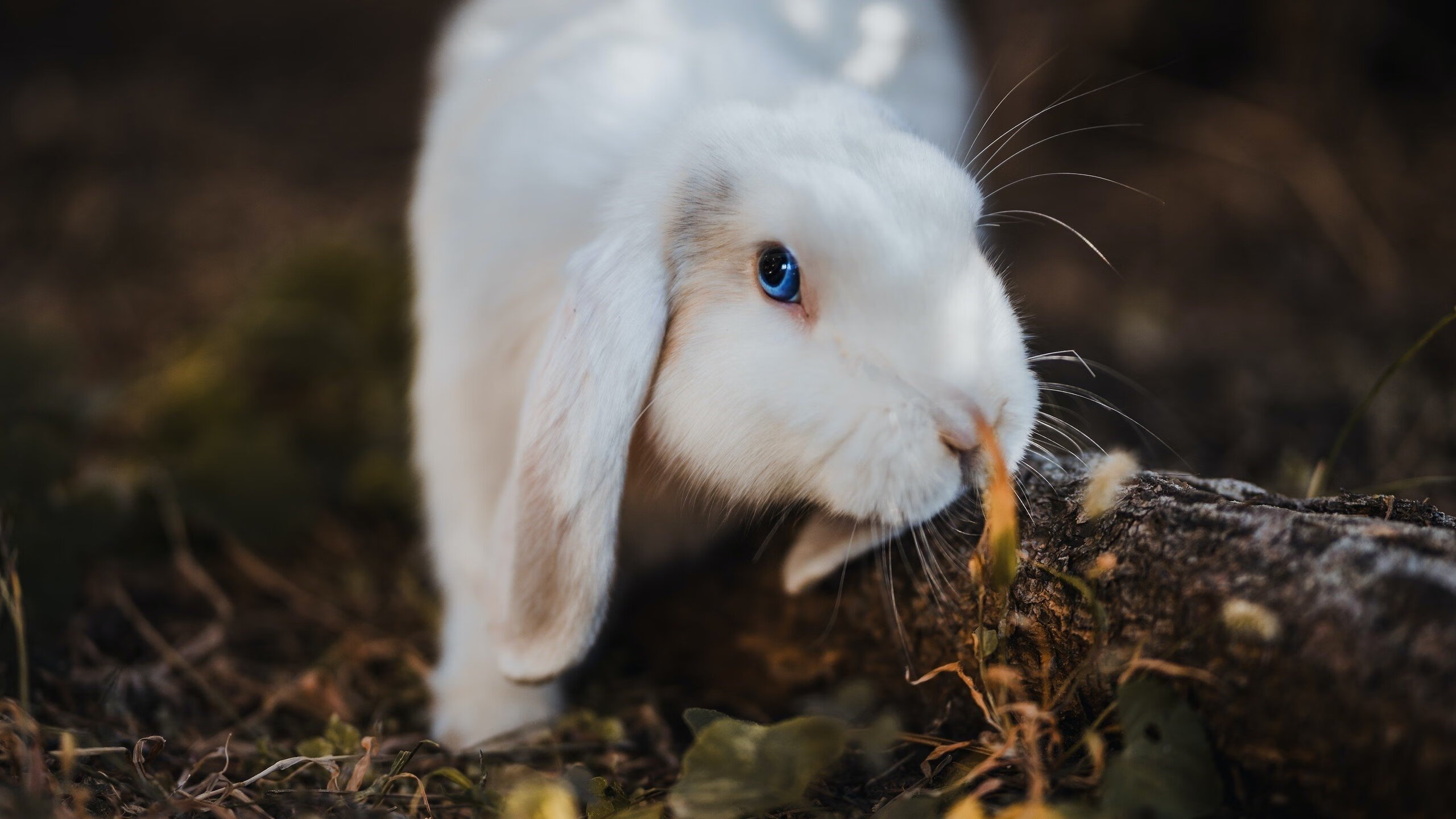 EDG选手个人荣誉榜再添新星，edg选手个人荣誉榜再添新星是谁