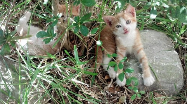 世界杯预选赛开赛，意大利男篮以小组第一出线，意大利男篮世界杯大名单