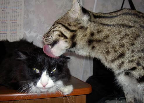 千叶喷射机年轻阵容潜力无限，日本千叶喷气机篮球队