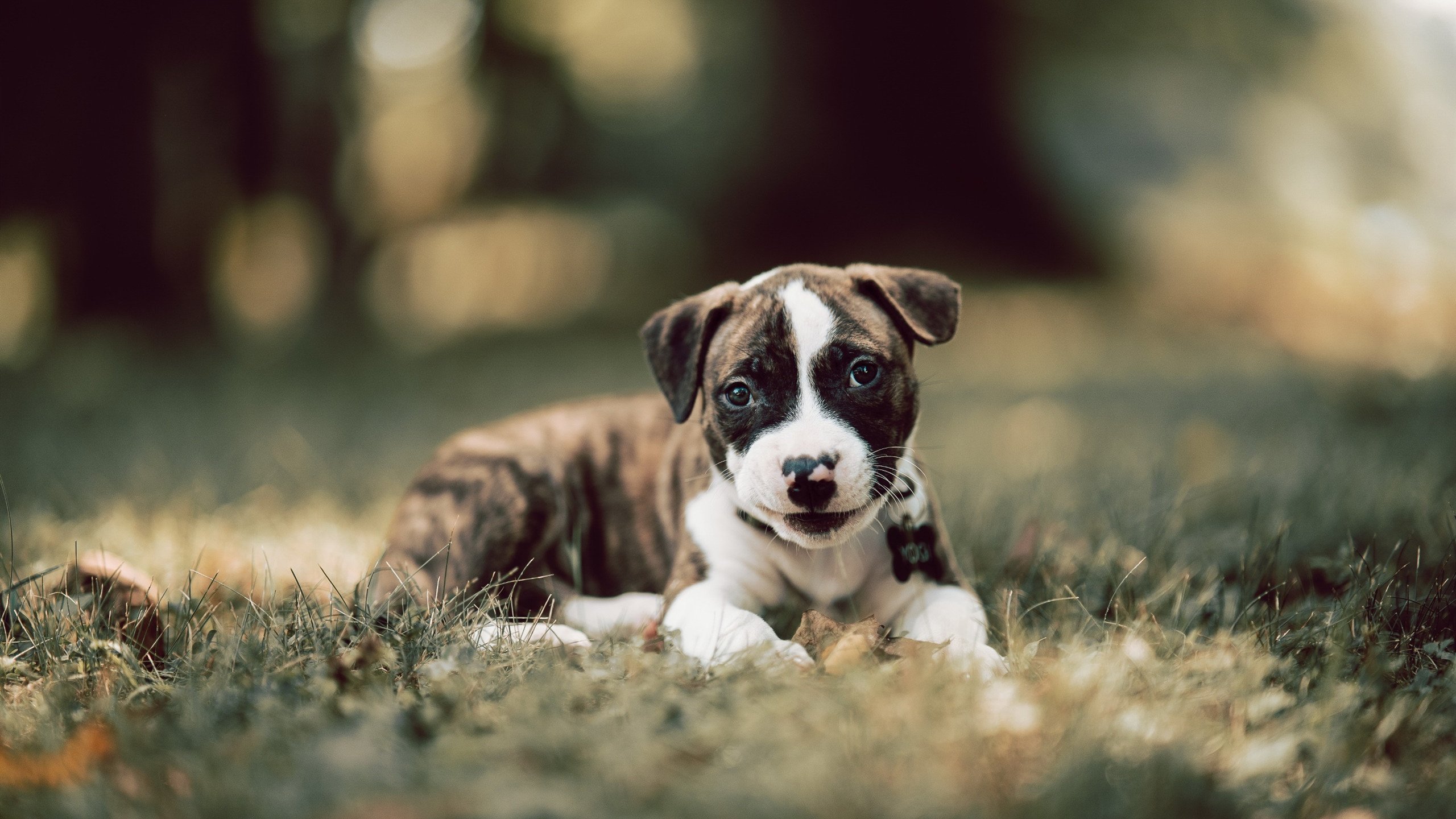 爱游戏下载-国足搏斗力量胜出，成功晋级国际比赛决赛，国足搏斗力量胜出,成功晋级国际比赛决赛是哪一集