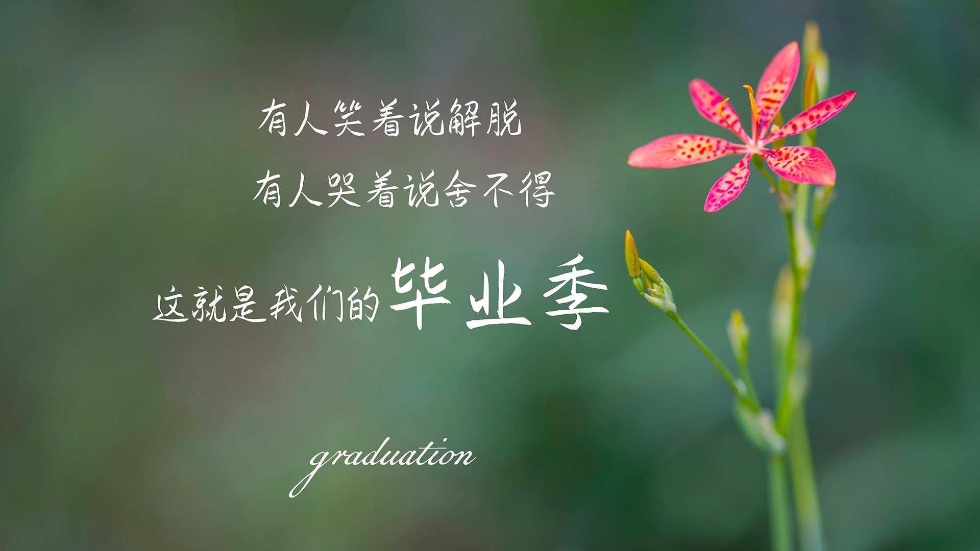 多特蒙德前场火力梗阻,球队进攻组织混乱,多特蒙德主力前锋是谁