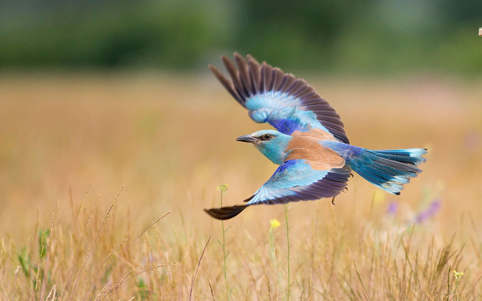 大连足球队加强实力,备战全国联赛,大连 足球