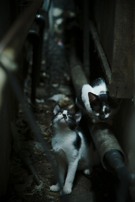 曼城擒敌进军四强,欧冠夺冠前途平平!,曼城首次欧冠四强