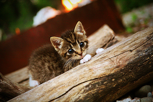 AYX体育-江苏苏宁失利原因分析，需加强战术调整，苏宁怎么了2021