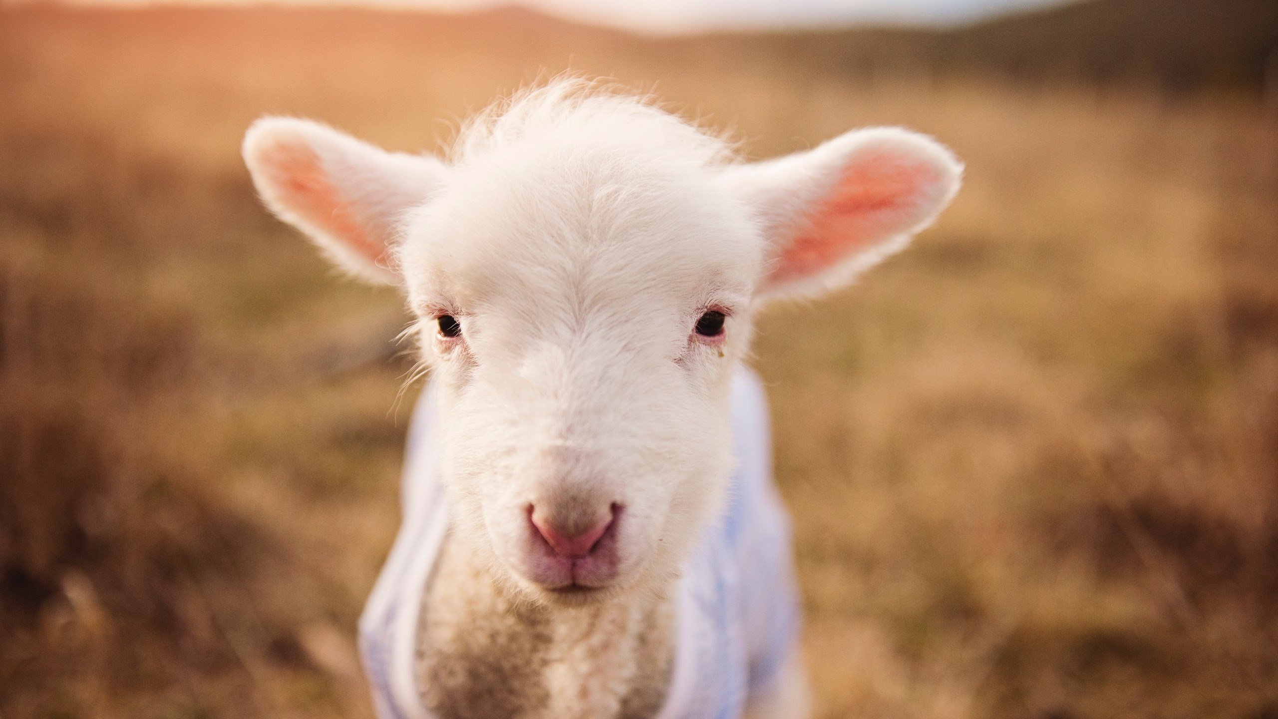 -男篮亚洲杯预选赛，中国小胜伊朗开门红，男篮亚洲杯预选赛2021