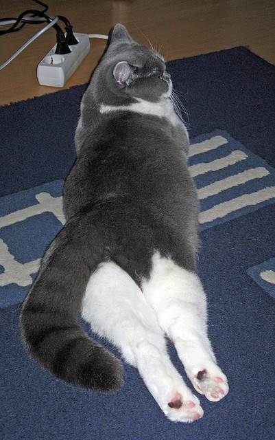 CBA联赛推广校园篮球活动,校园篮球赛宣传方案