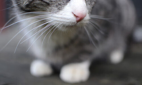 爱游戏官方网站-“高新体育中心：2025世界运动会燃爆全场，赛事精彩连连”