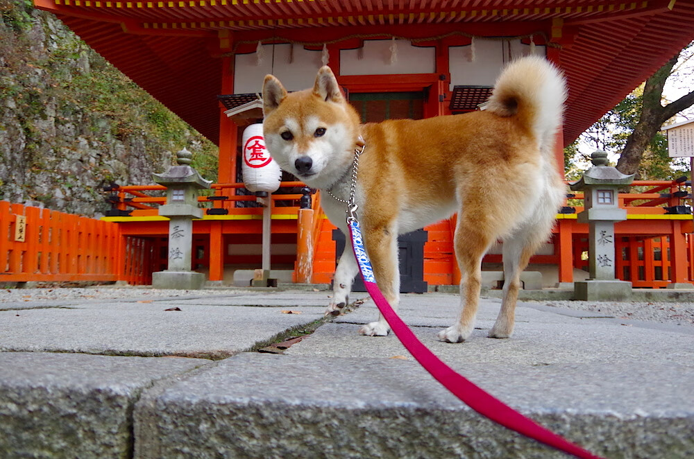 爱游戏app下载-中国男篮强化一对一防守巩固外线强度，中国男篮对阵