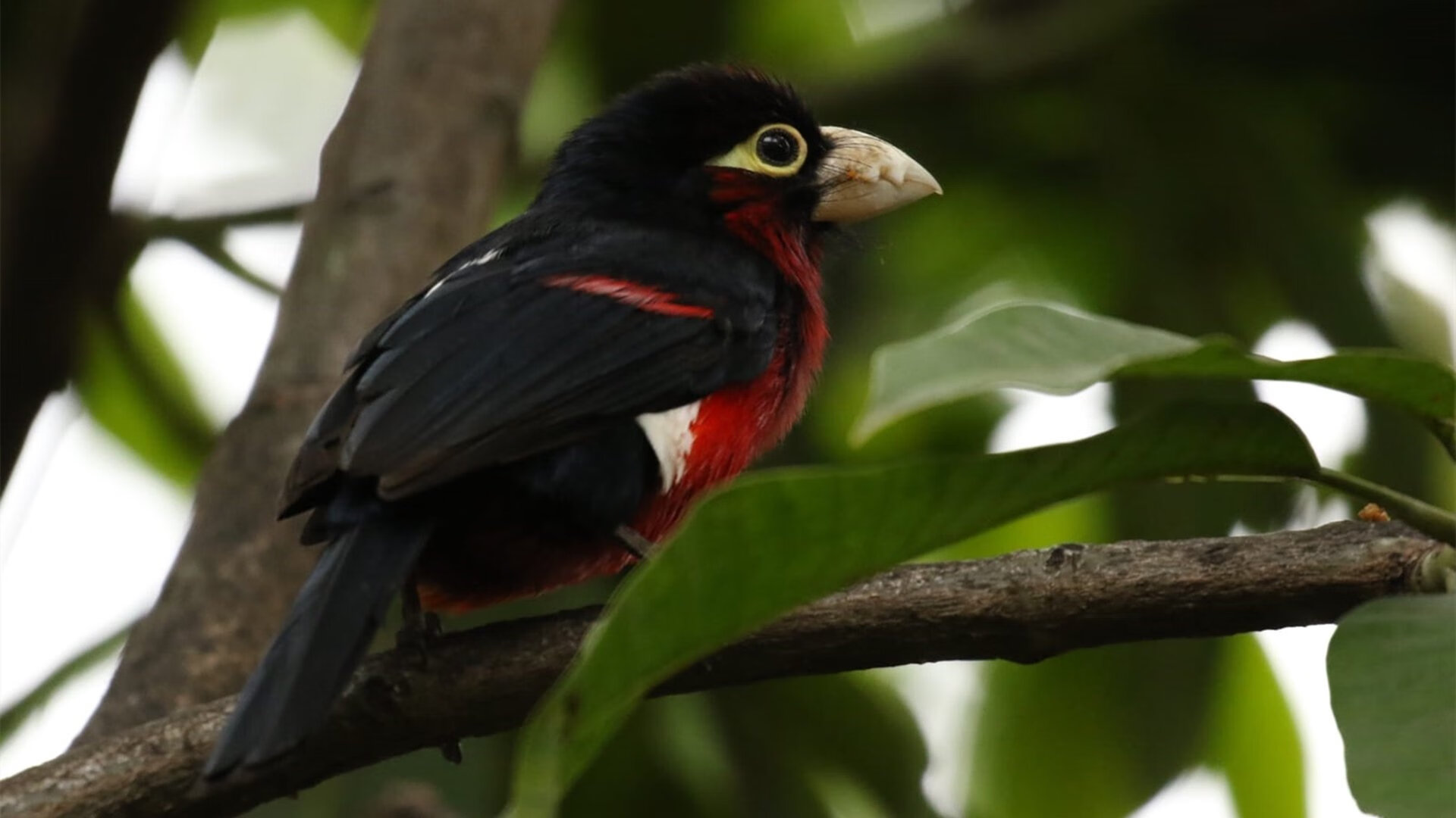 五大联赛外援政策是否影响本土球员成长,五大联赛外援占比率