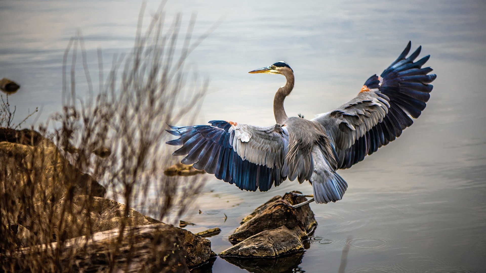 亚冠赛场东南亚球队表现引起关注，亚冠赛场东南亚球队表现引起关注的比赛