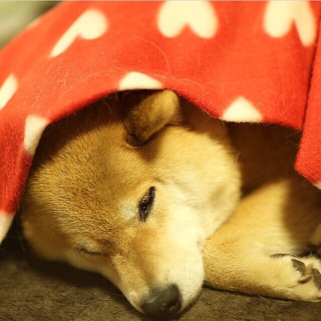 爱游戏娱乐网址-数据回顾：中队蝶泳为最强一棒，国家队蝶泳运动员