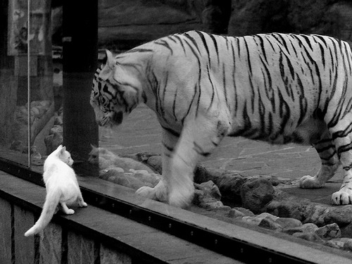 校园足球联赛启动基层青训营选拔工作展开,2020足球青训选拔