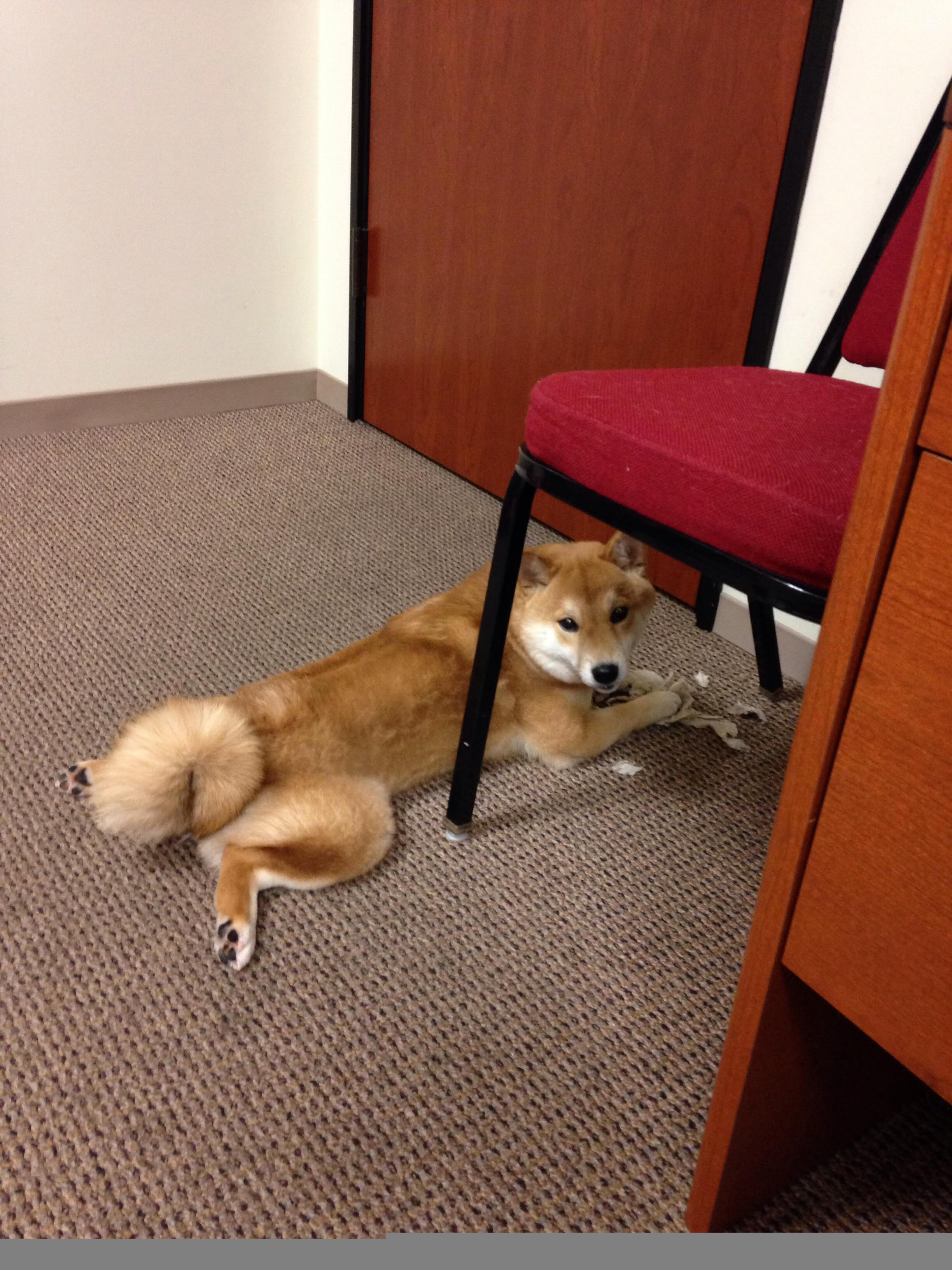 CBA赛程调整兼顾国内赛事压力合理分配训练时间,cba赛程规定