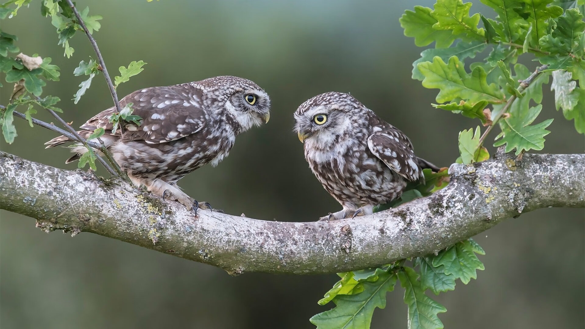 多国合作开启足球绿色环保城市建设,倡导低碳运动生活