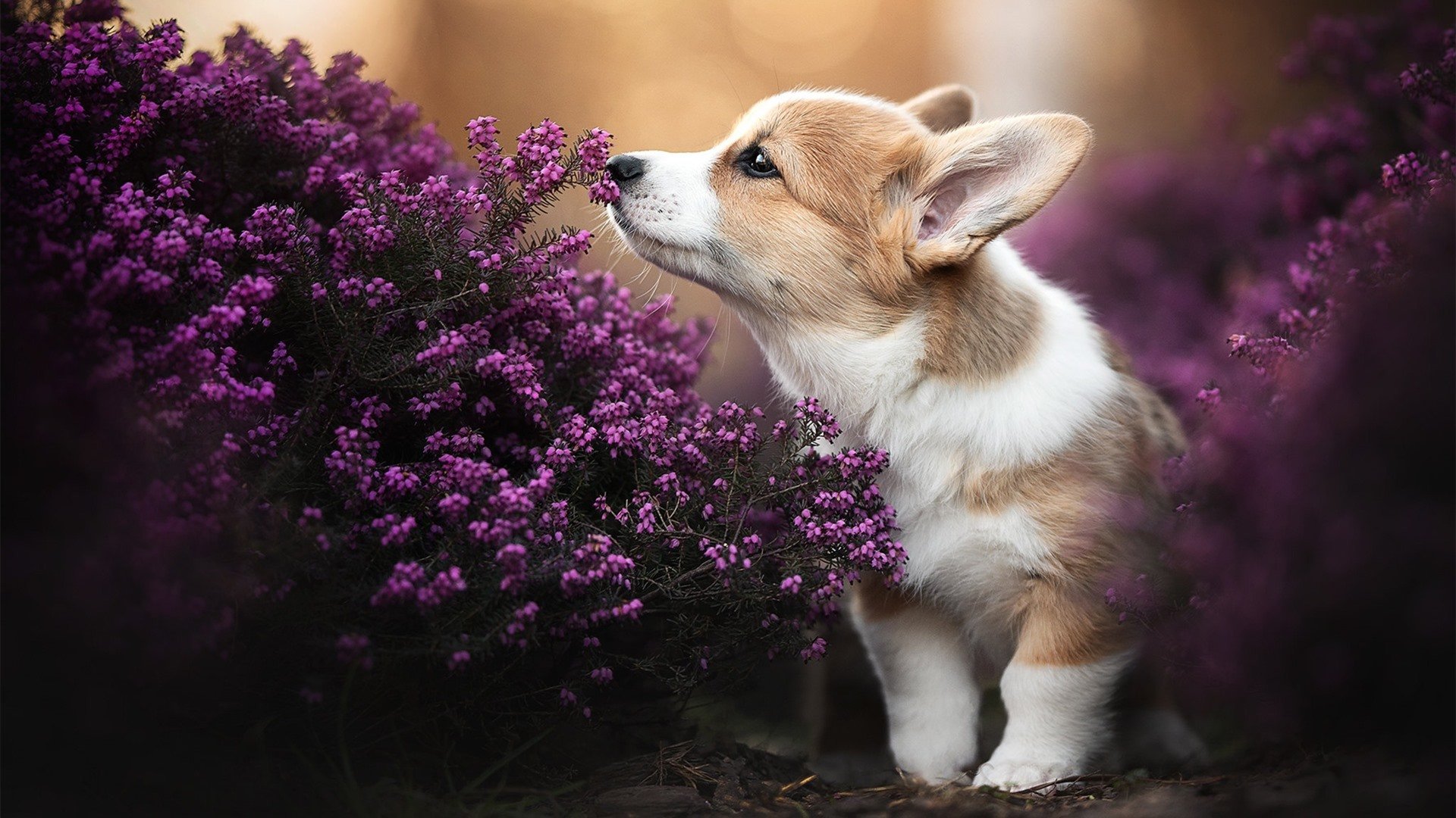 爱游戏体育app-库里称赞年轻球员进步迅速，库里今年个人表现