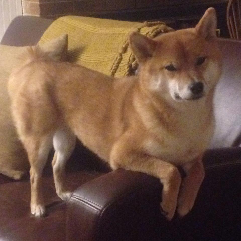 爱游戏体育（AYX）官方APP下载-技术动作连贯，整体协调度提升，不断改进技术动作,动作基本规范