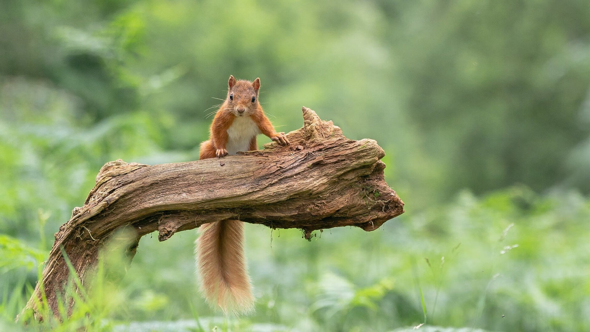 爱游戏官方网站-格鲁吉亚女篮在欧洲锦标赛中精彩表现，迈向国际顶级舞台，格鲁吉亚参加过欧洲杯吗