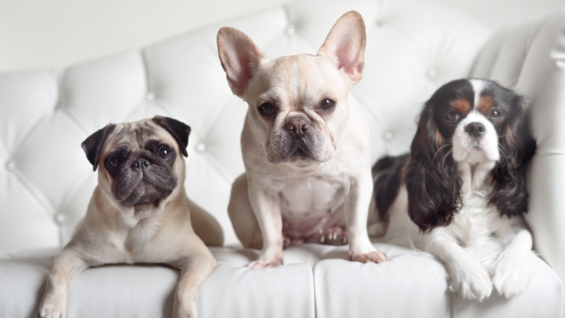 澳大利亚袋鼠队在橄榄球冠军锦标赛的对抗中，展现无畏精神，澳大利亚袋鼠女篮