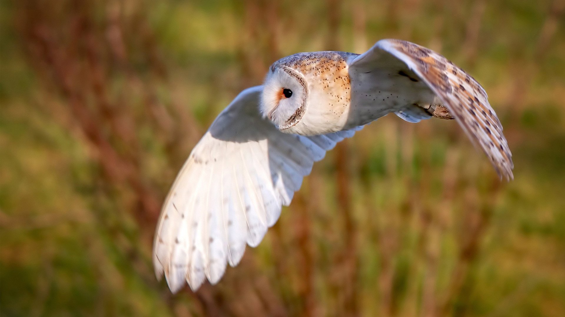 西甲连续破门:攻线火力十足!,西甲连赛