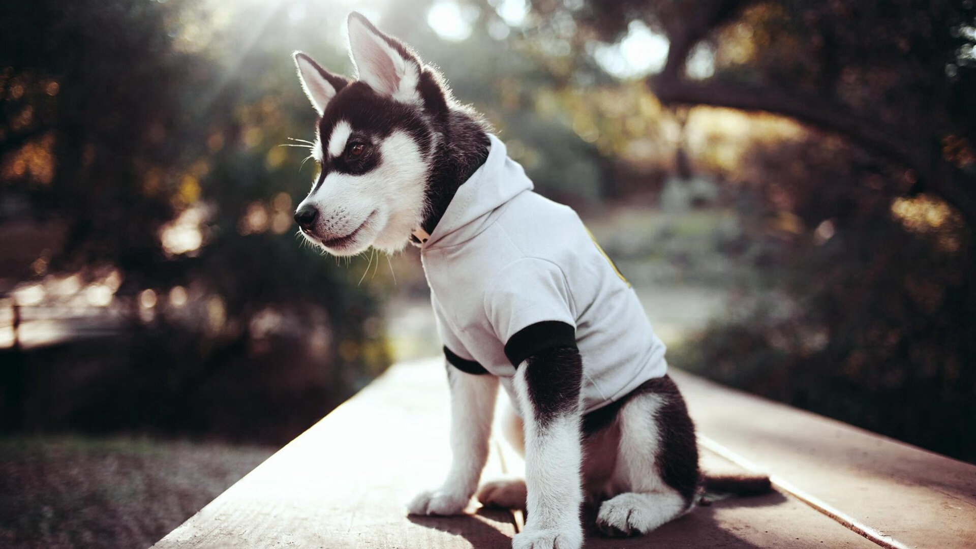 -马克·阿特金森的突破与敏捷让南非队成为进攻的“梦之队”